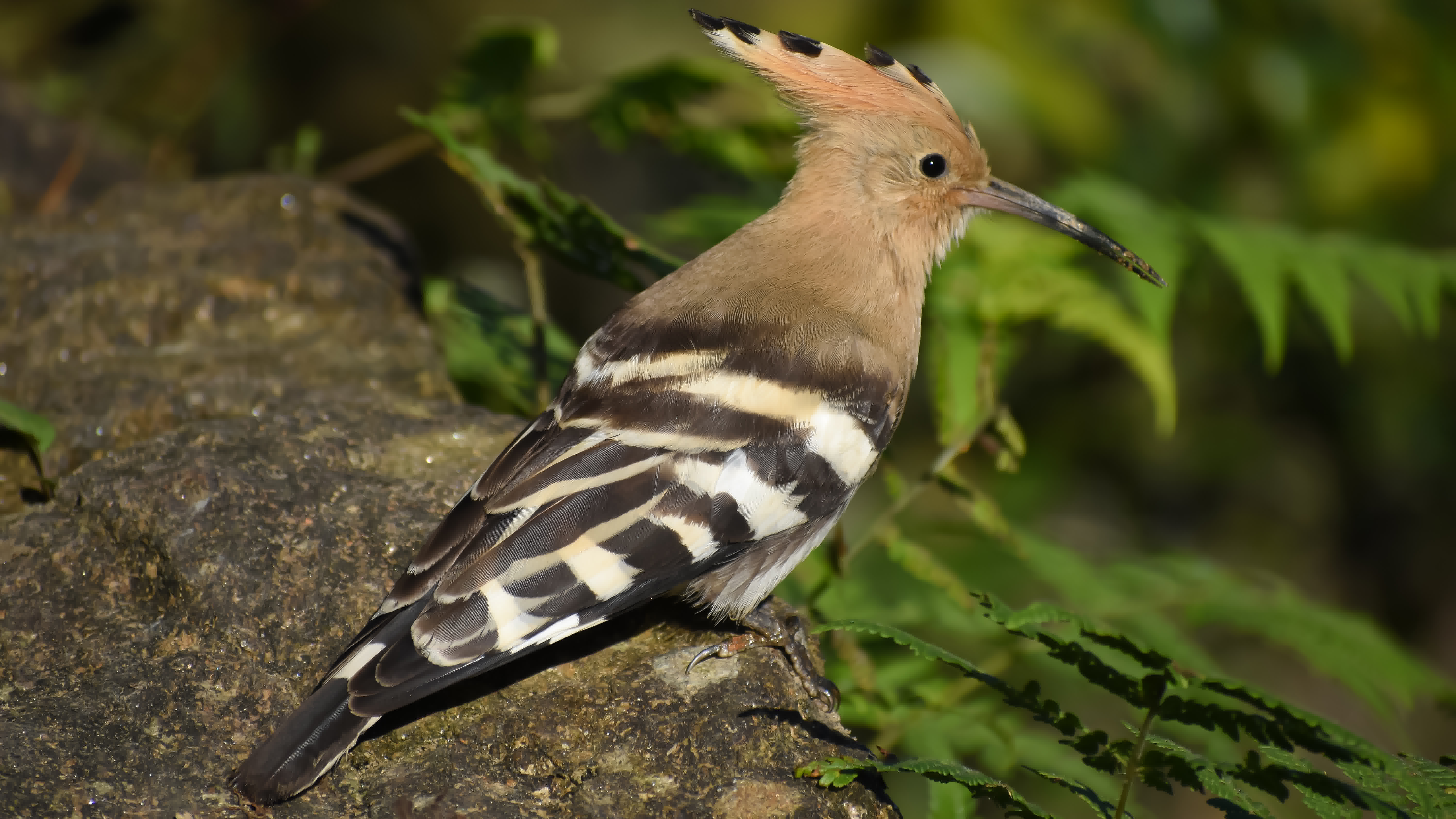 Common Hoopoe